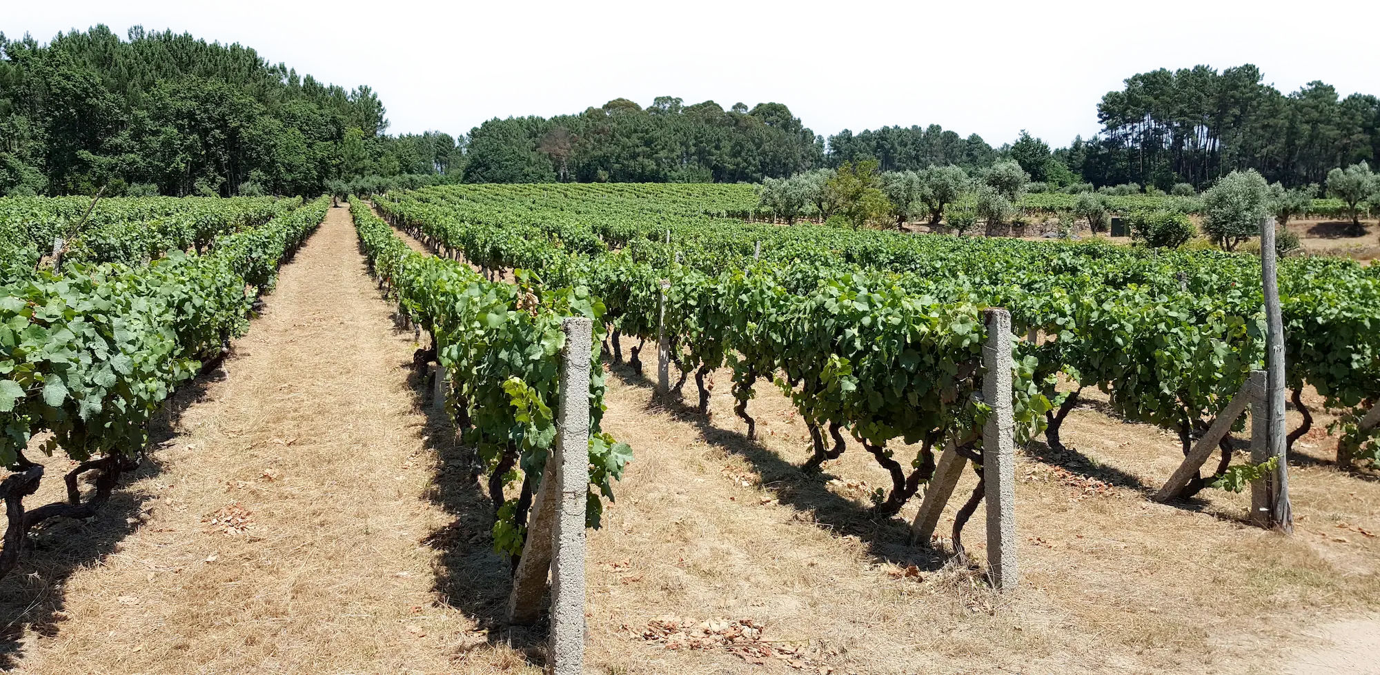 Textura Wines